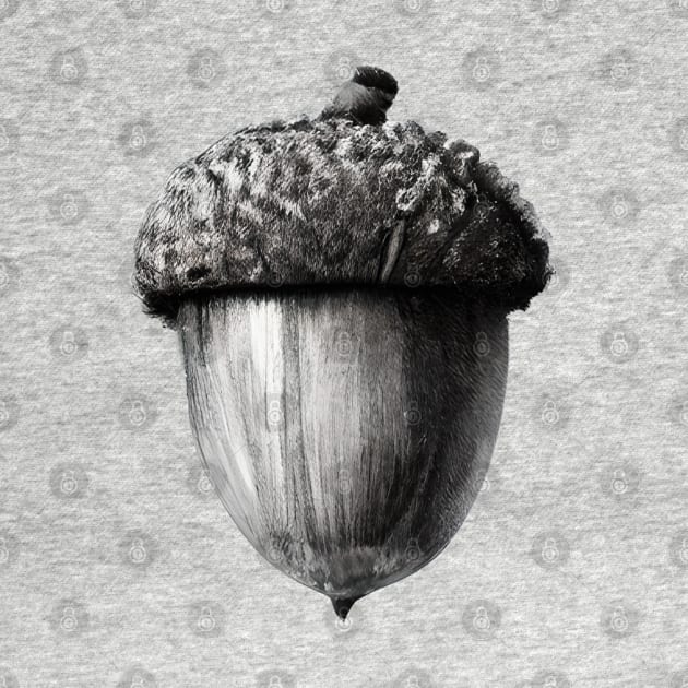 Simple Black and White Acorn by Xie